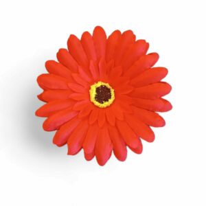 Gerbra bloem rood